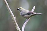 Palm Tanager